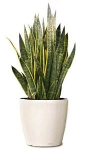 mother in laws tongue