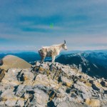 The Garb Wire x Liima ii